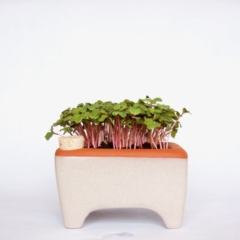 Orta-Small-Microgreen-Kit